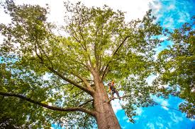 Best Seasonal Cleanup (Spring/Fall)  in Kingston, RI