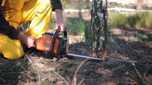 Best Emergency Tree Removal  in Kingston, RI
