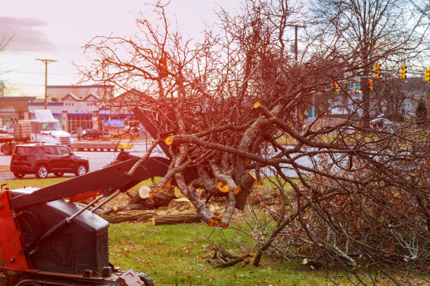 Best Tree Removal  in Kingston, RI