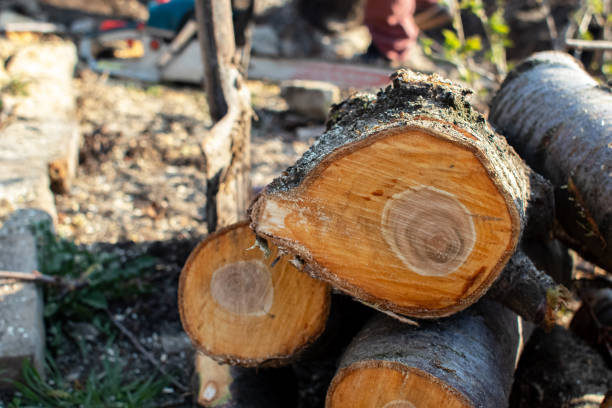 Reliable Kingston, RI Tree Care Solutions