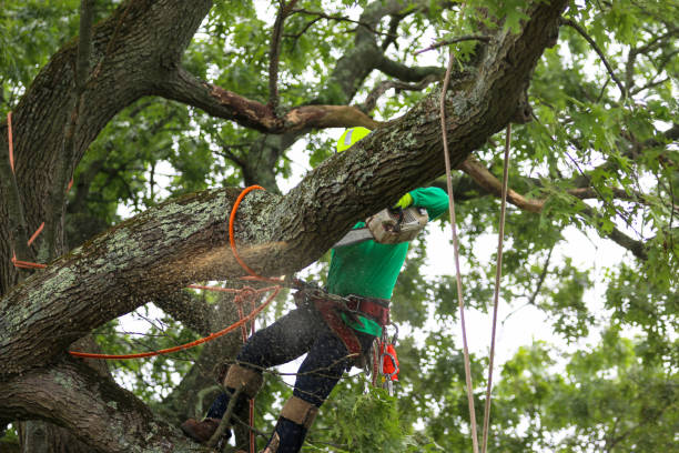 Best Storm Damage Tree Cleanup  in Kingston, RI