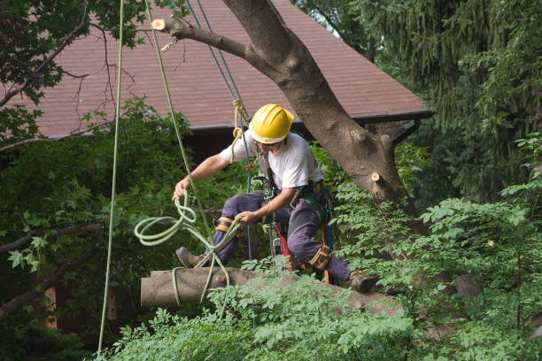 Best Lawn Irrigation Installation and Maintenance  in Kingston, RI