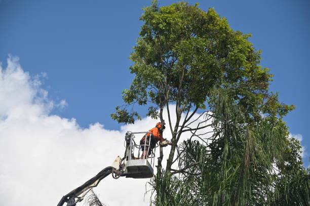 Best Aeration Services  in Kingston, RI