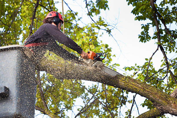 Best Pest Control for Lawns  in Kingston, RI