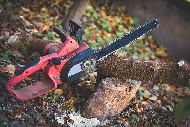 Best Commercial Tree Services  in Kingston, RI